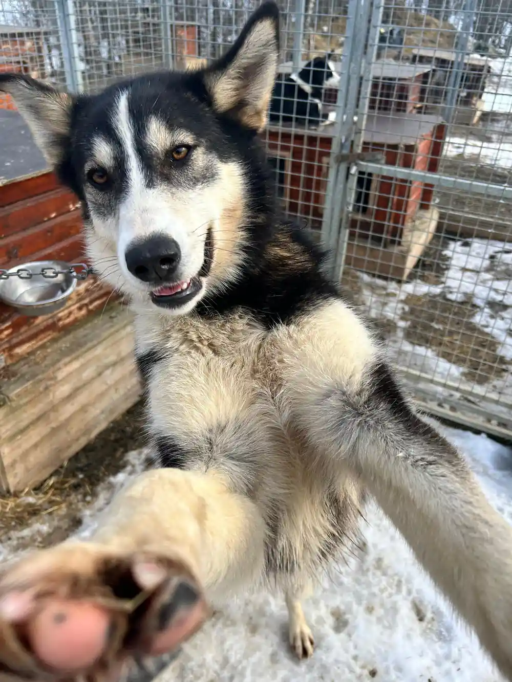 Black and white husky dog close-up portrait outdoors