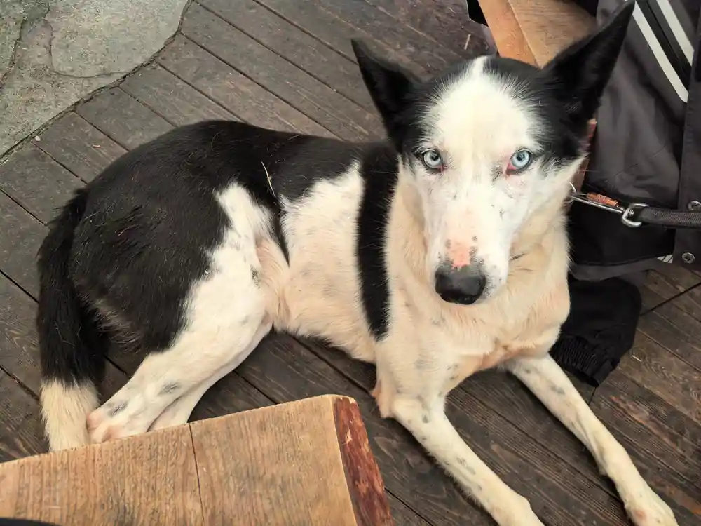 Black and white husky dog on wooden deck