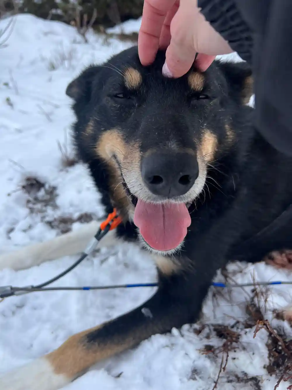 Close-up of black and tan husky dog face with tongue out