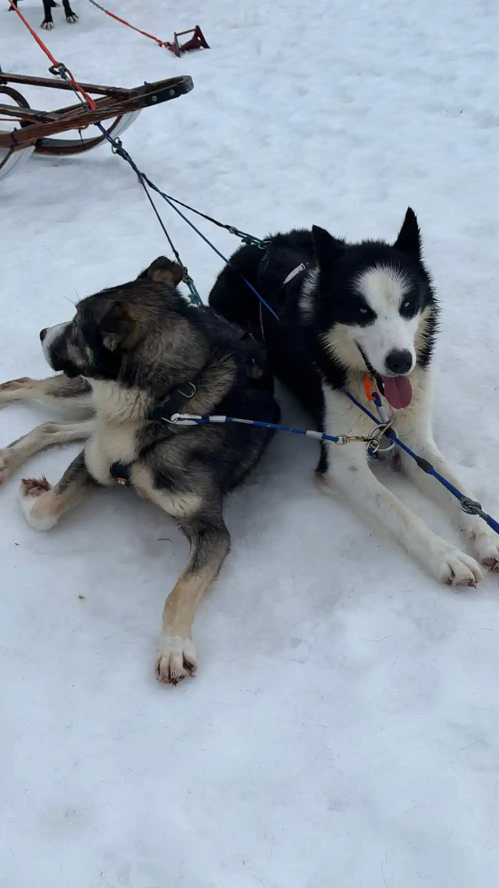 Close-up of black and white husky dog with harness