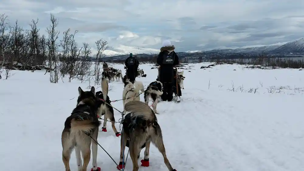 Dog sled team front view with snow-covered mountains background