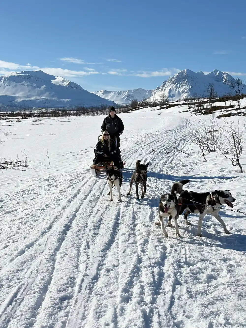 Dog sled team pulling musher across snowy field