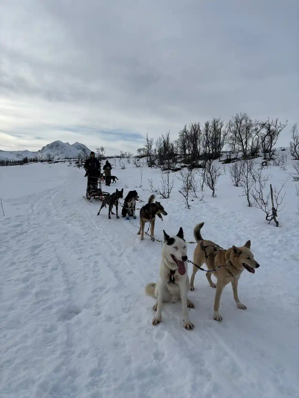 Dog sled team running across snowy landscape with mountains