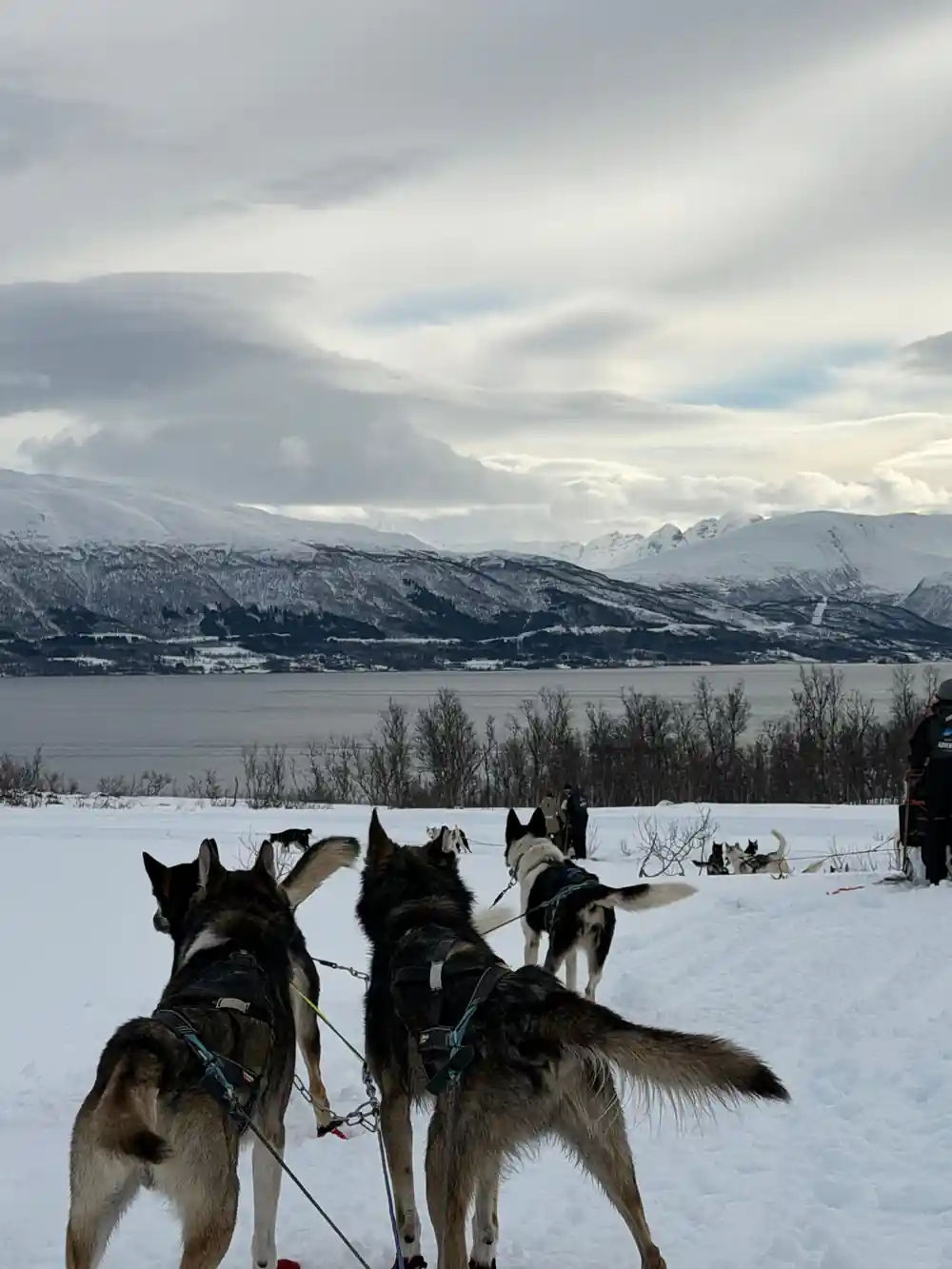 Dog sled team running toward mountains and frozen lake