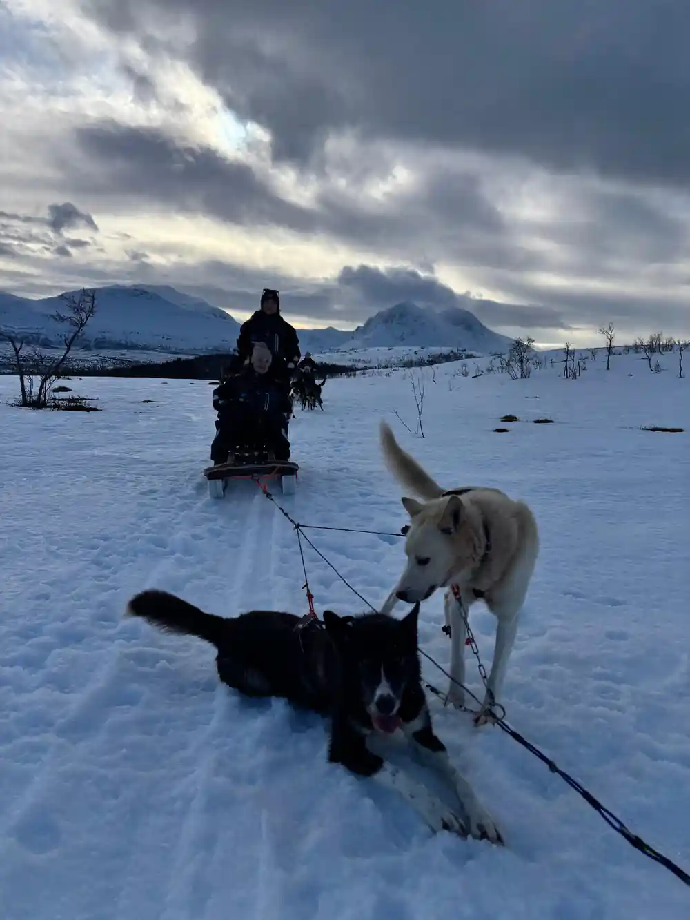 Dog sled team on snow with mountains and dramatic clouds