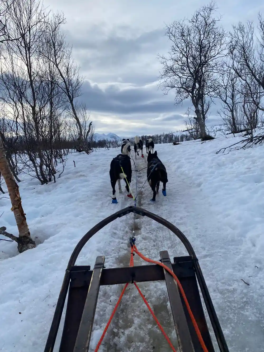 Dog sled team on snowy flat landscape with birch trees