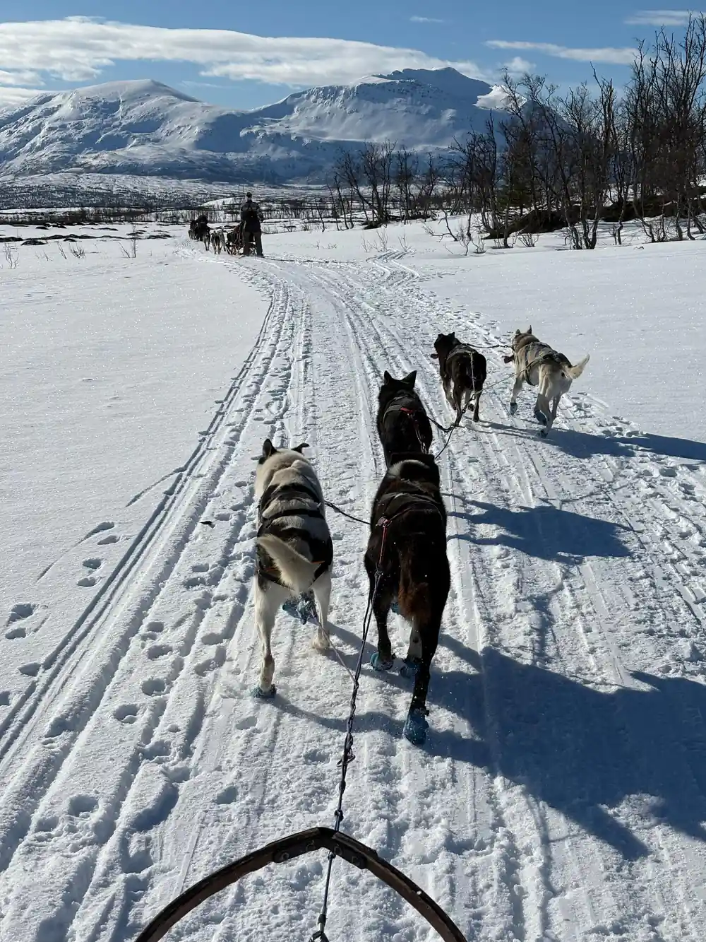 Dog sled team view from musher's perspective on snow