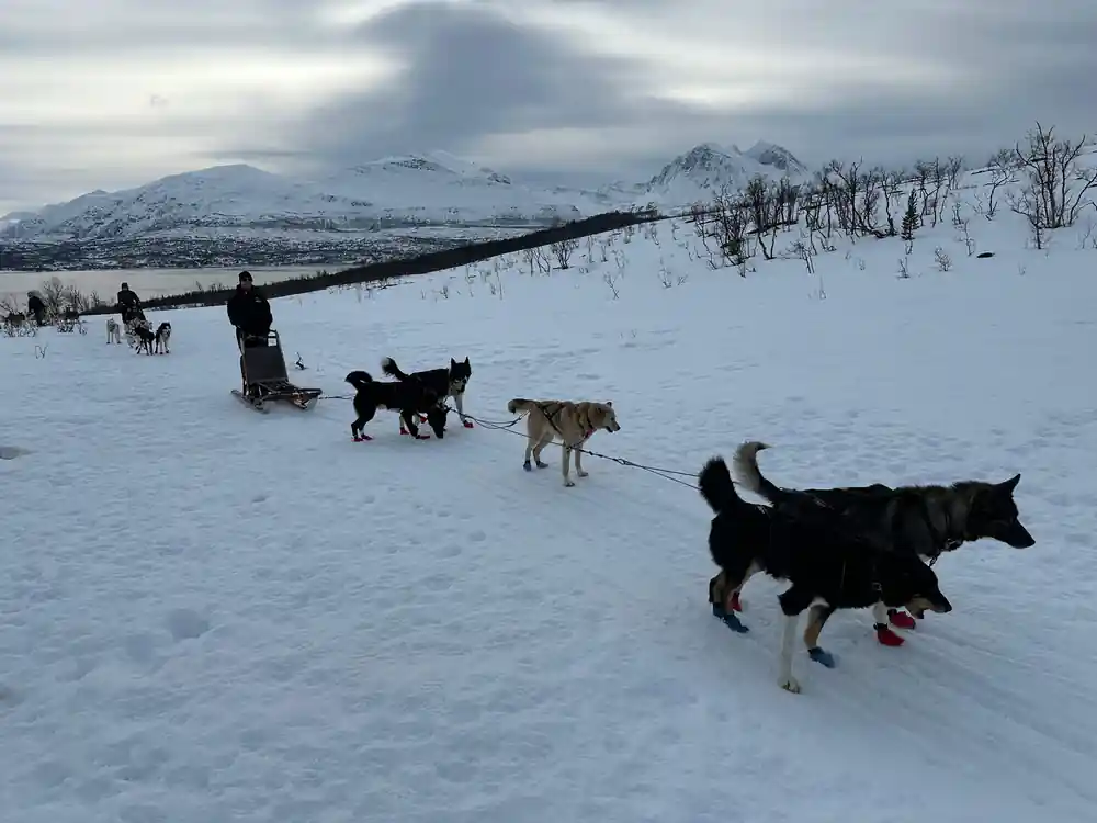 Dog sled teams on frozen landscape with snow-capped mountain