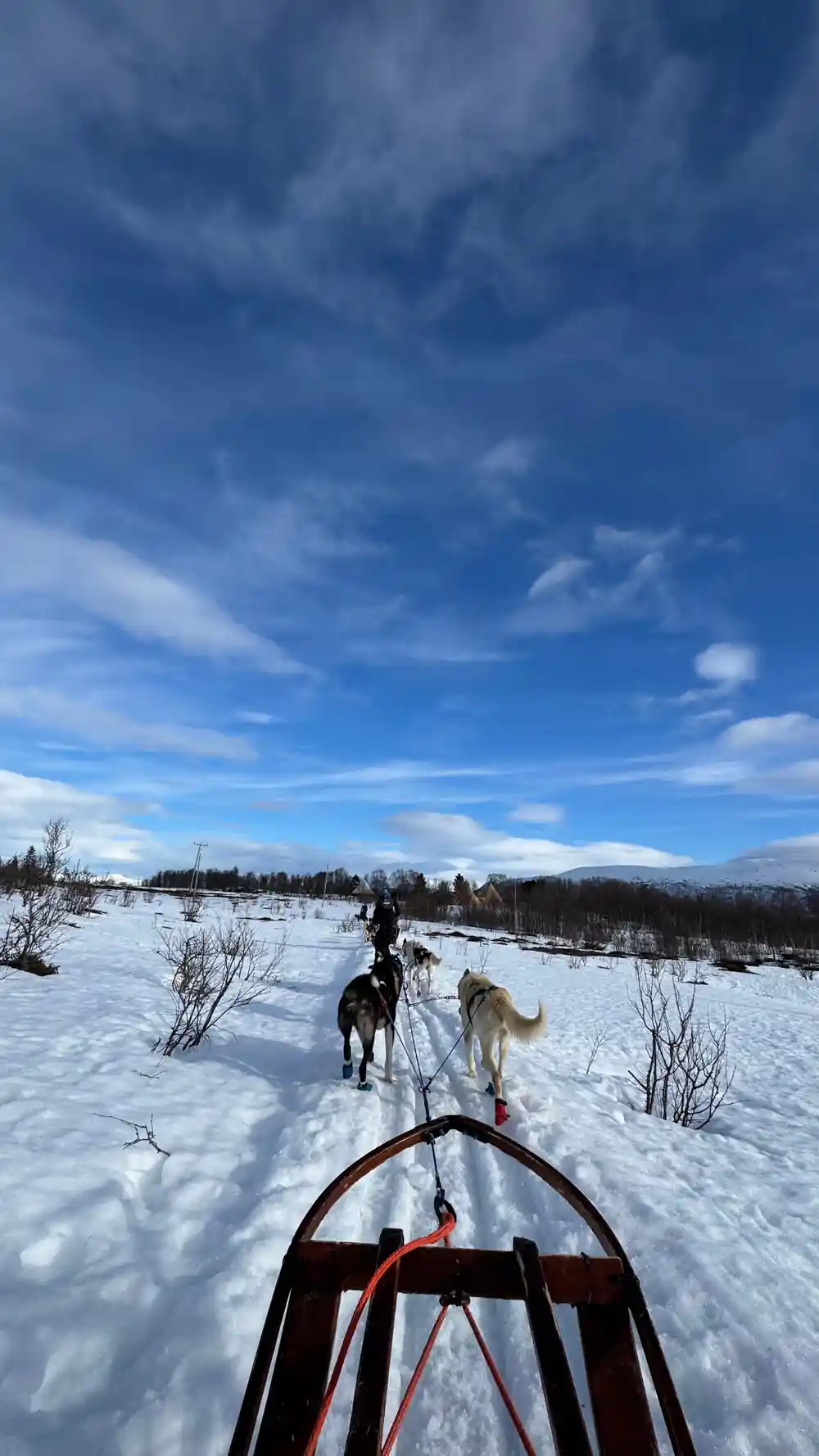 First-person view from sled behind two sled dogs