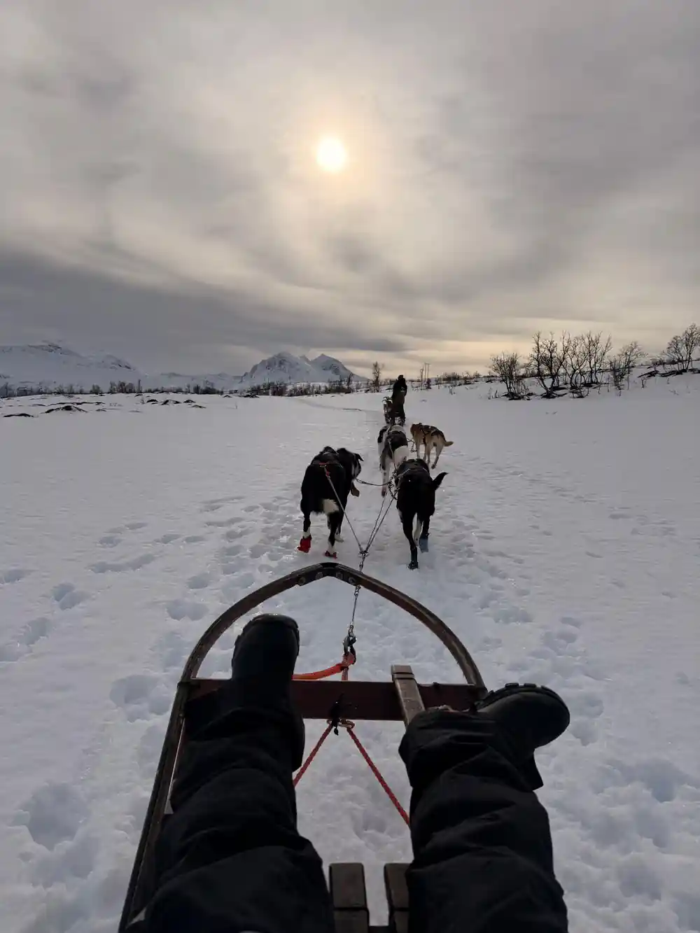 First-person view from sled with two dogs ahead and sun