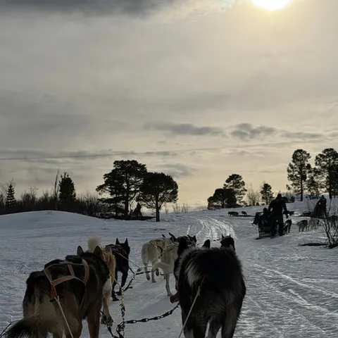 Huskies harnessed at first light in the Arctic