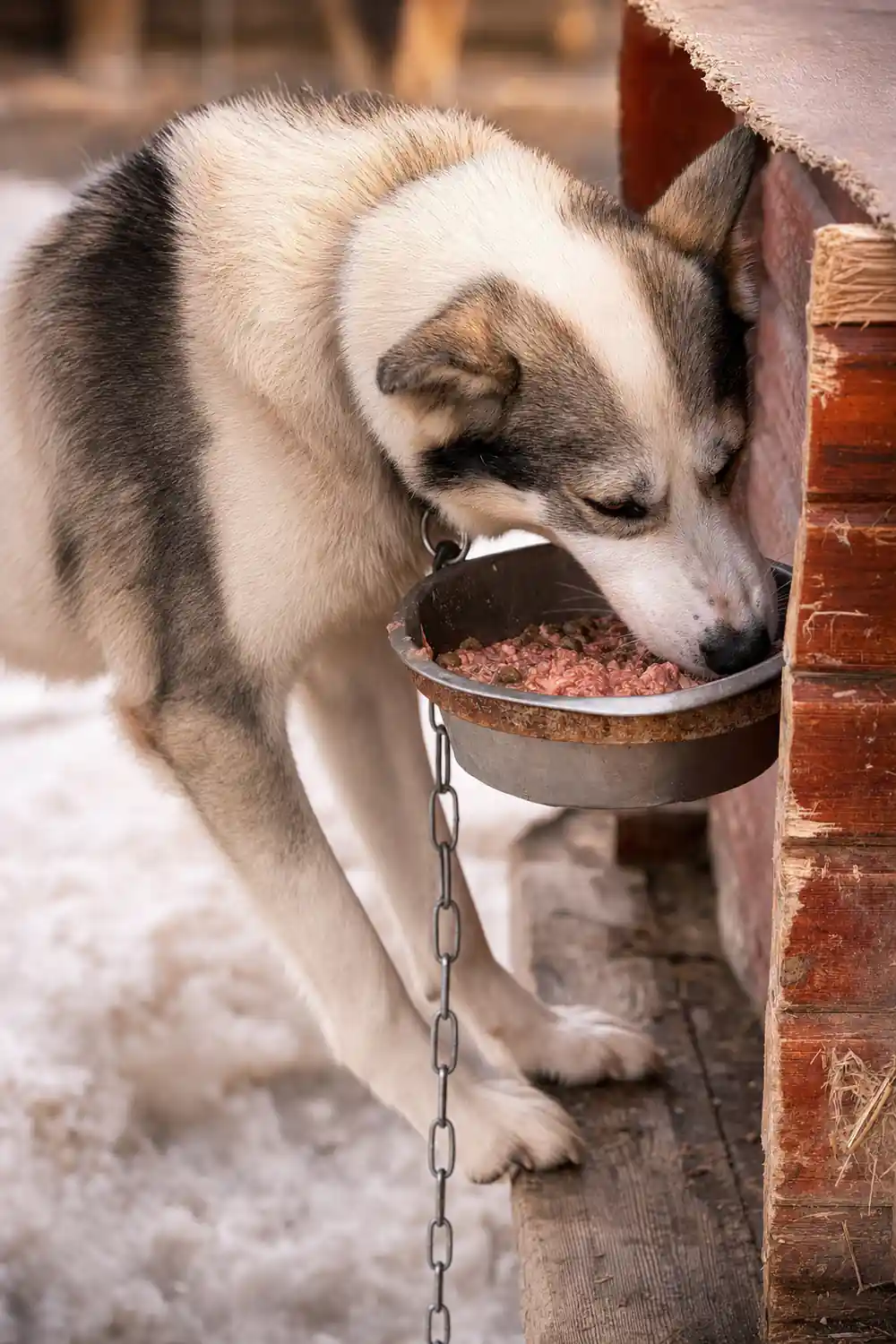 Husky dog eating from a metal bowl in snow