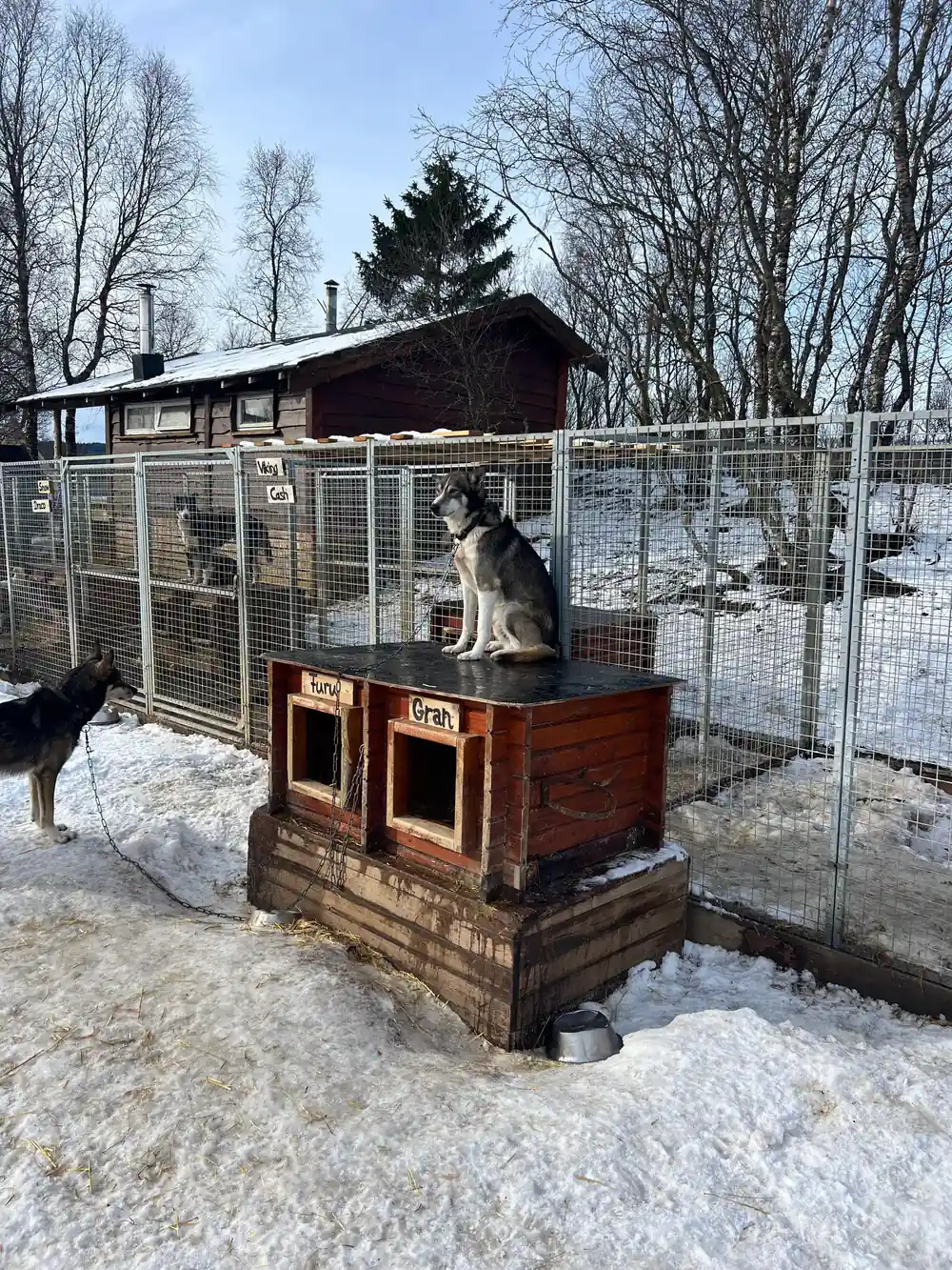 Husky dog sitting on wooden shelter structure in snowy enclosure
