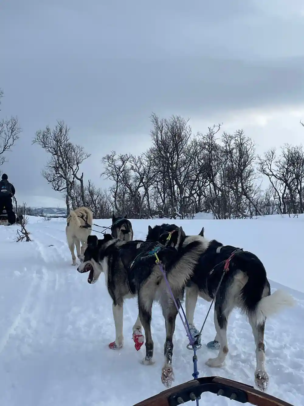 Husky sled dogs harnessed and ready on snowy ground