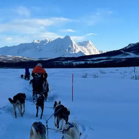 A husky team pulling a sled across the snow
