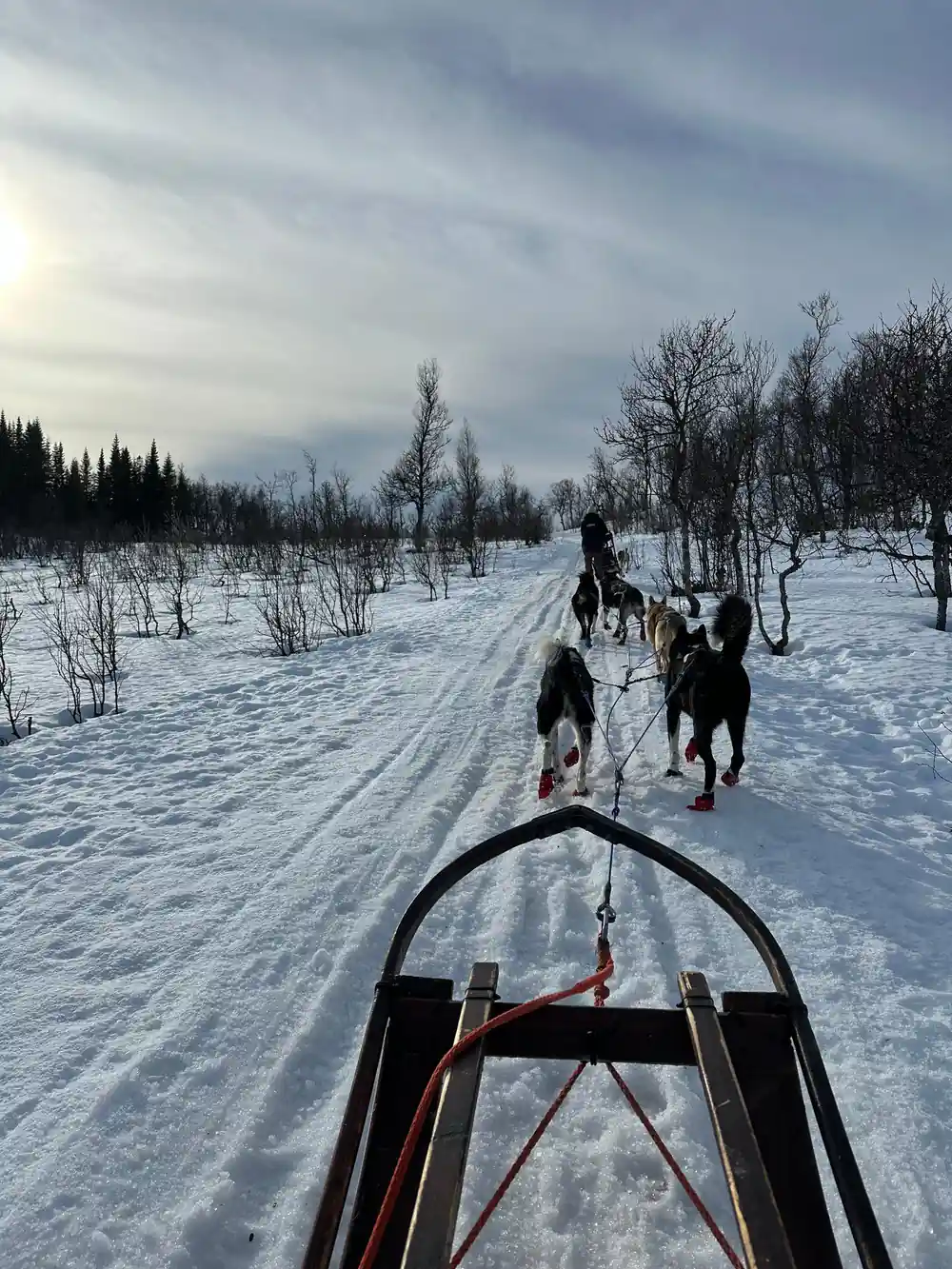 Multiple dog sled teams on snowy trail through forest