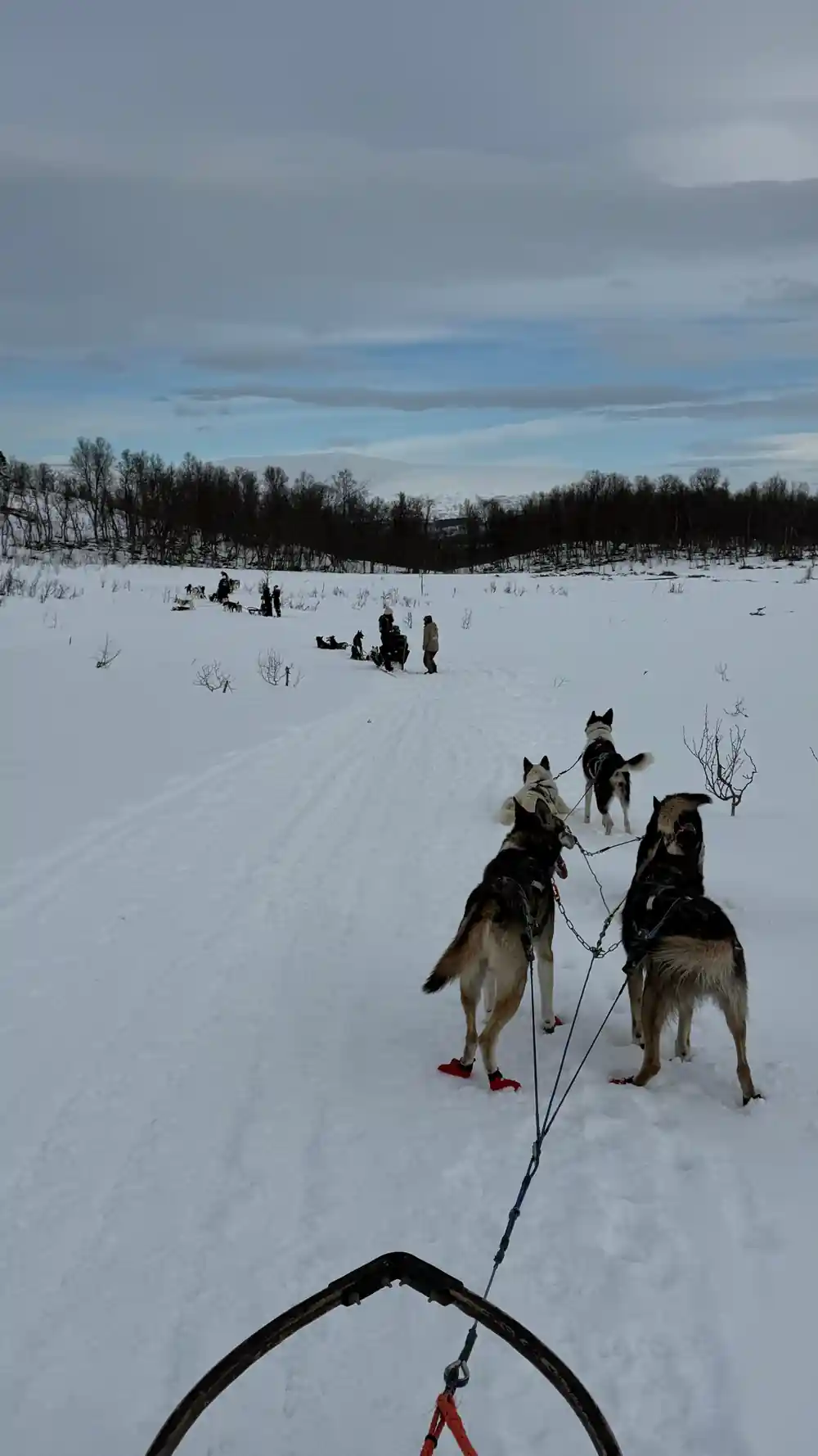 Multiple dog sled teams spread across snowy terrain