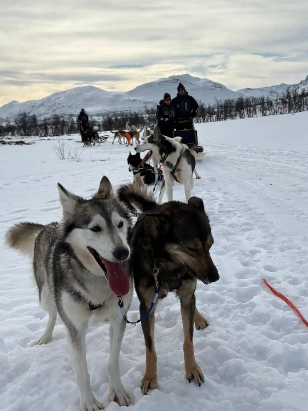 Multiple sled dog teams with mushers on snow, mountains background