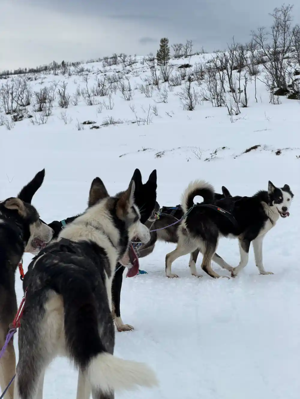 Multiple sled dogs harnessed together on snowy landscape