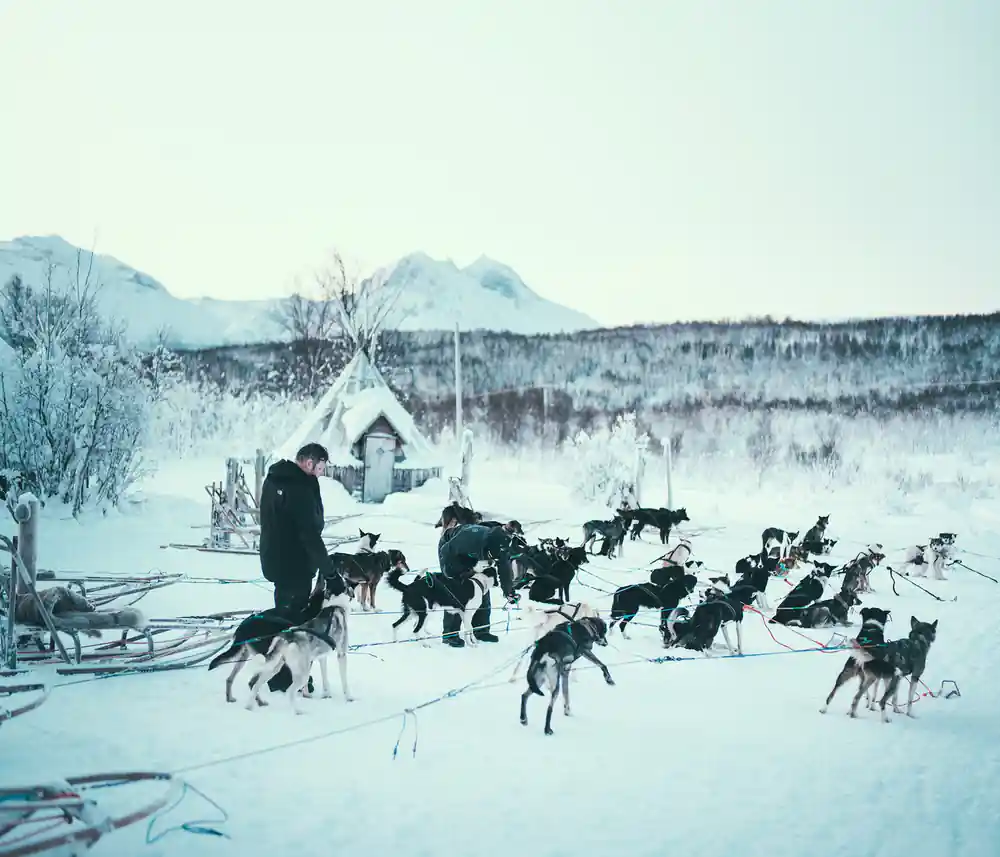 Multiple sled dogs resting in snow with handler and teepee