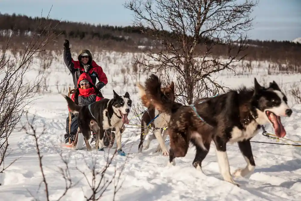 Musher with sled dog team running in snowy landscape