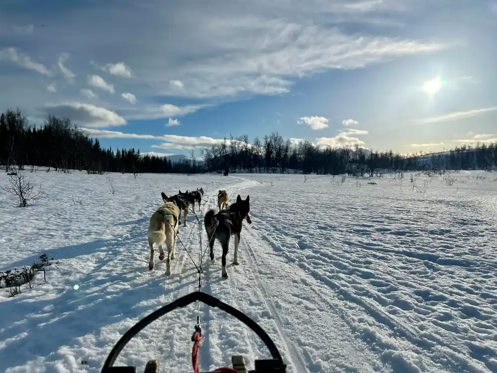 Sled dog team pulling across snowy landscape toward camera