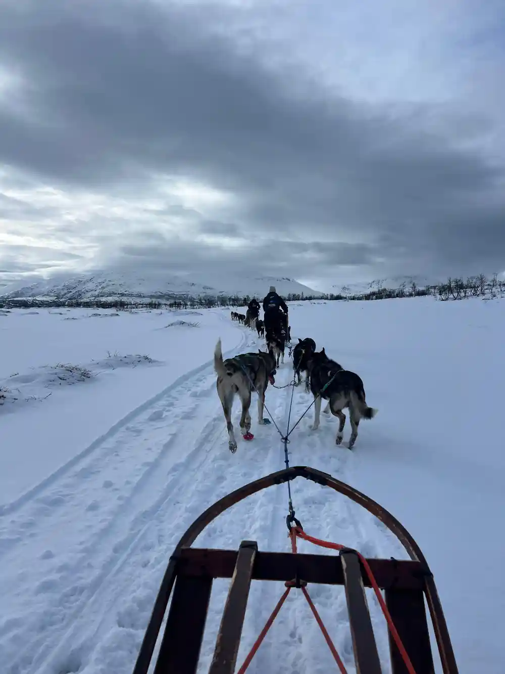Sled dog team pulling sled across snowy frozen landscape