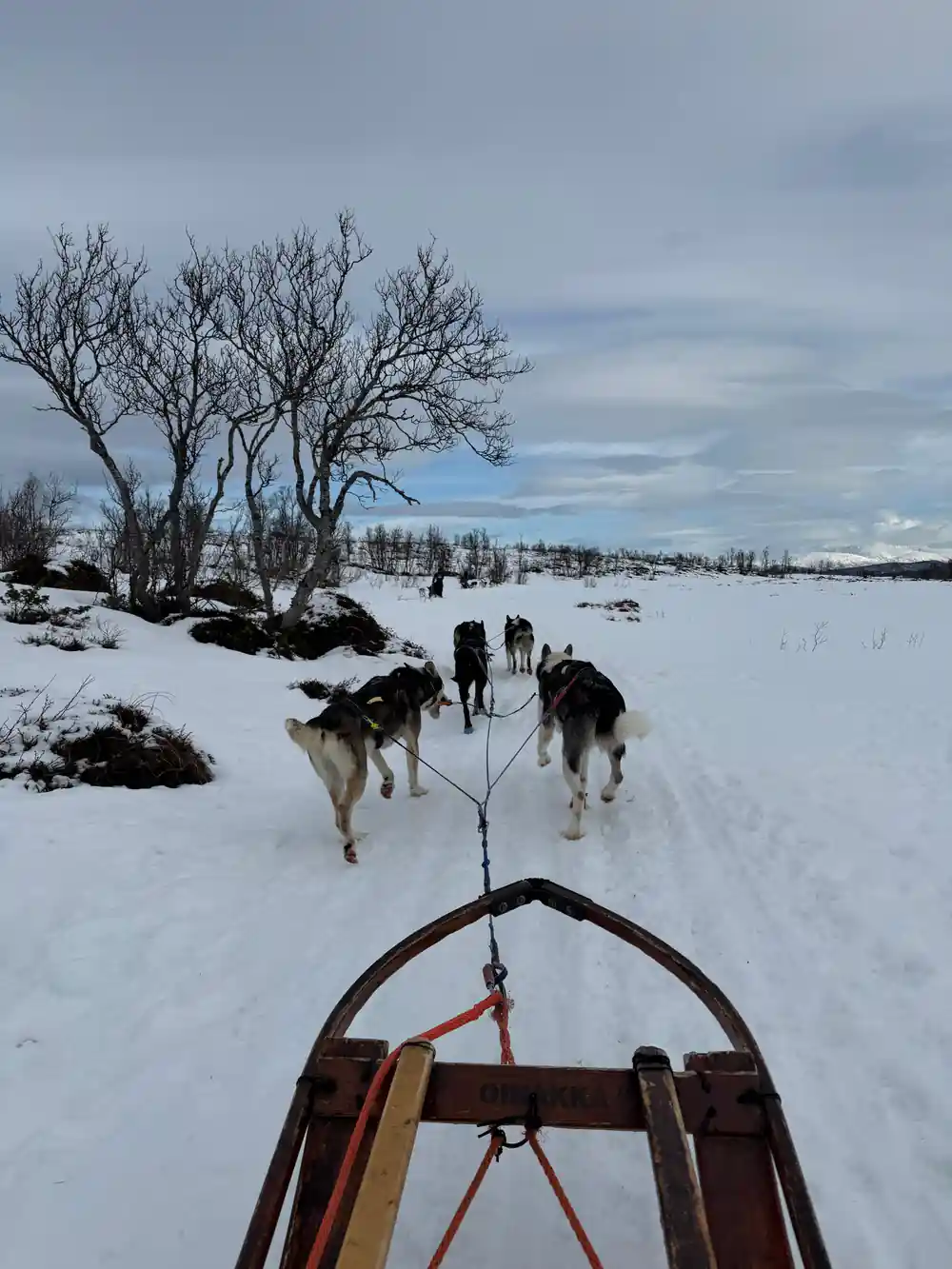 Sled dog team pulling sled on frozen lake with bare trees