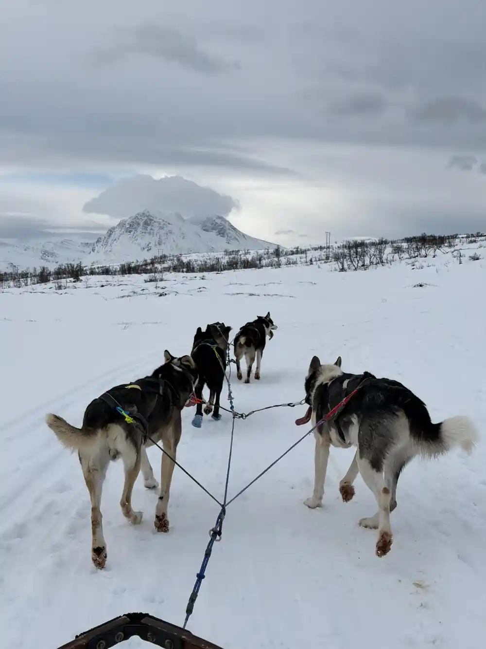 Sled dog team pulling sled toward snow-covered mountain peak