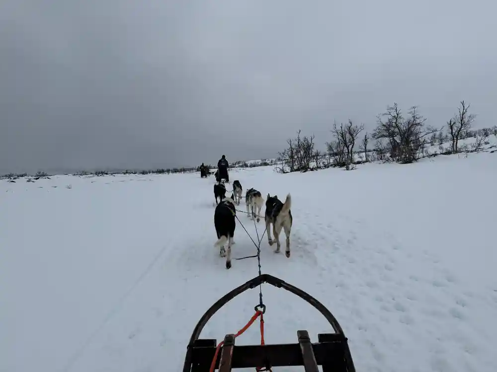 Sled dog team running on flat snowy terrain, overcast sky