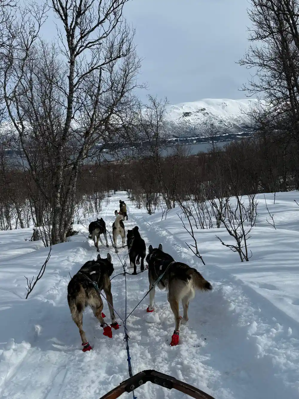 Sled dog team running through snowy birch forest with mountain