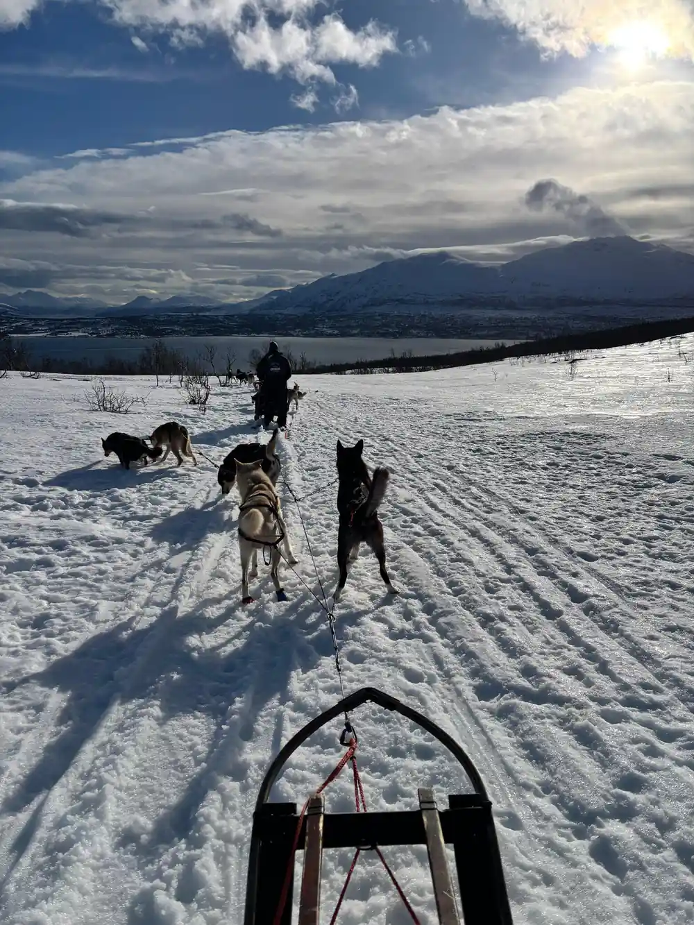 Sled dog team on snow with distant mountains and lake