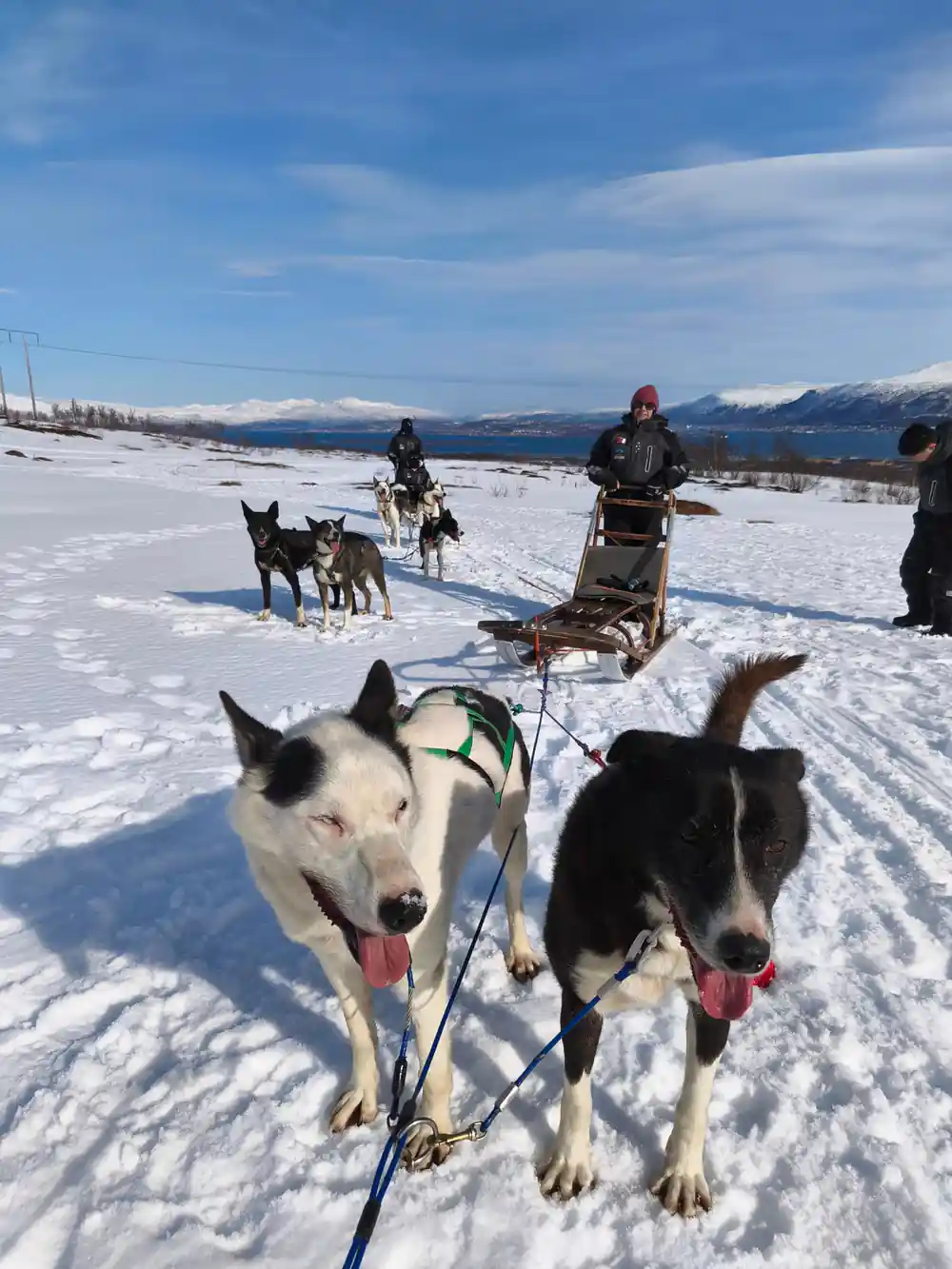 Sled dogs harnessed on snowy field with mountains