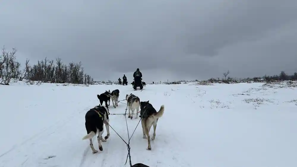 Sled dogs from low angle pulling across snowy landscape