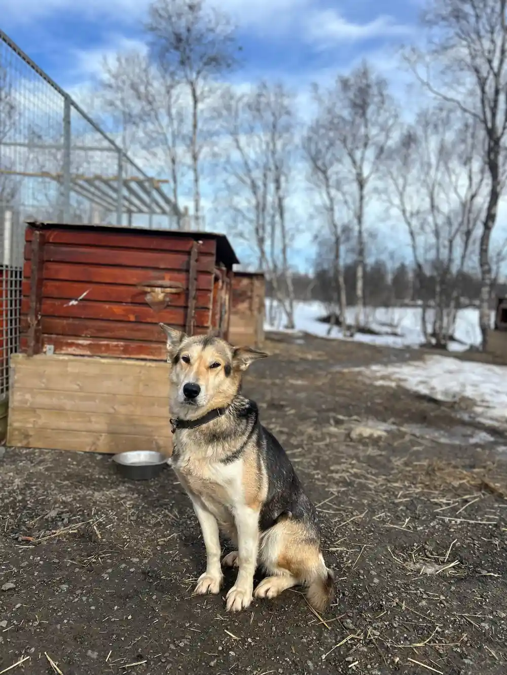 Tan sled dog sitting by wooden shelter and fence