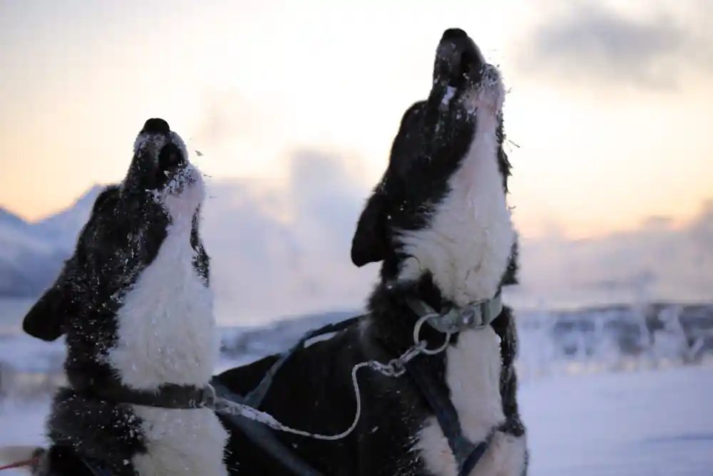 Two black and white dogs in snow at golden sunset