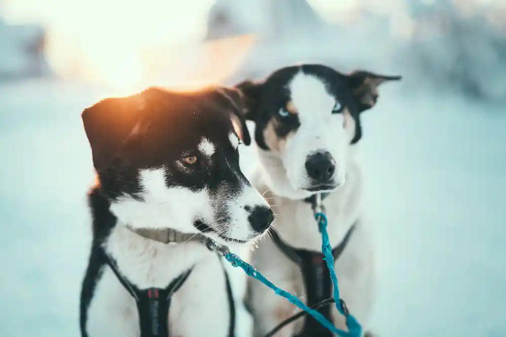 Two black and white sled dogs wearing harnesses