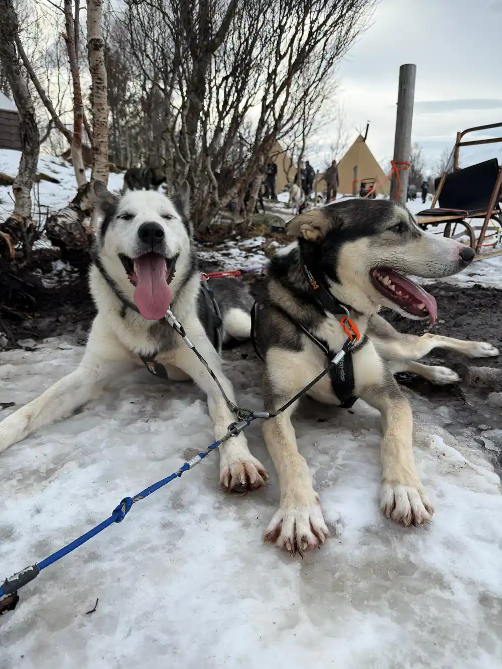 Two harnessed husky dogs sitting on snowy ground at rest