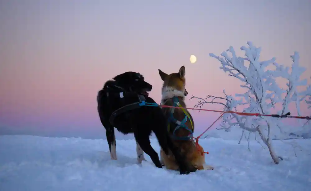 Two sled dogs at dusk with moon and frost-covered trees