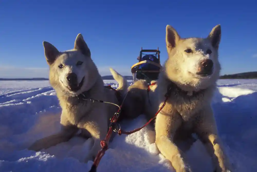 Two white and black dogs on frozen lake at sunset