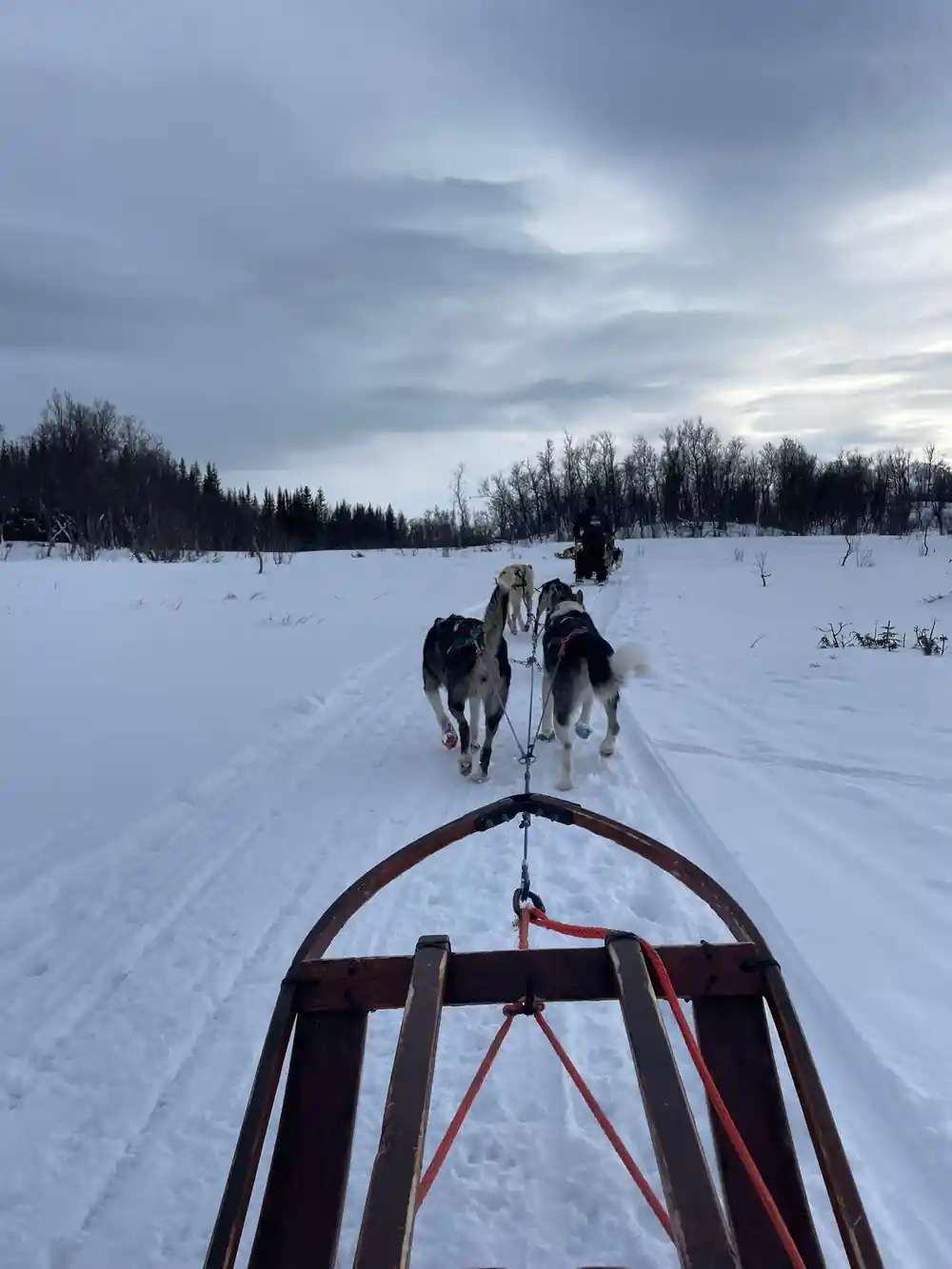 View from dog sled moving across snowy landscape with bare trees