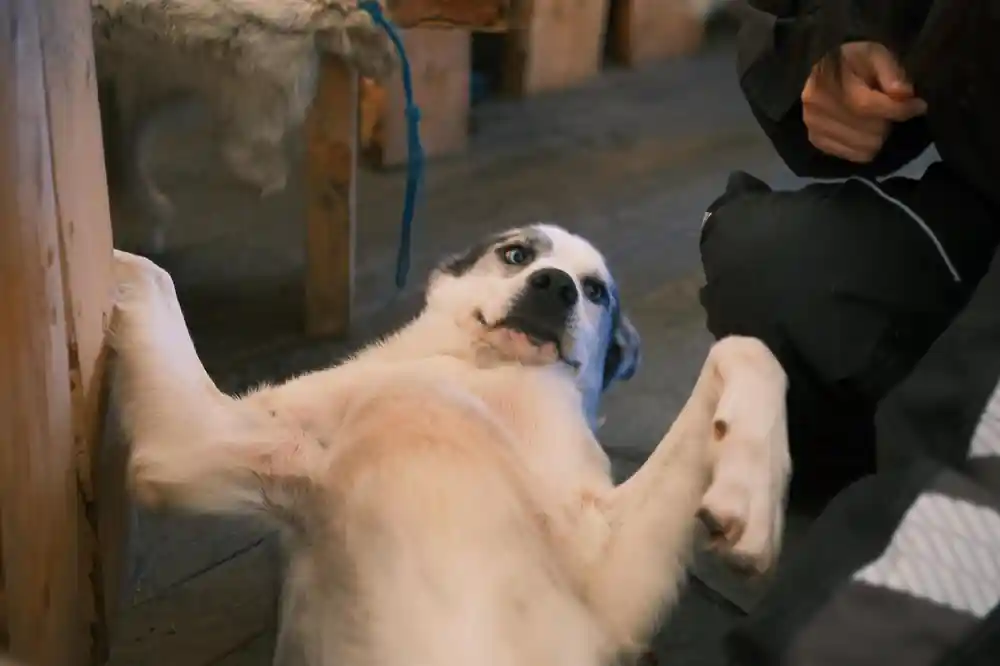 White dog with blue harness indoors, person's hand visible