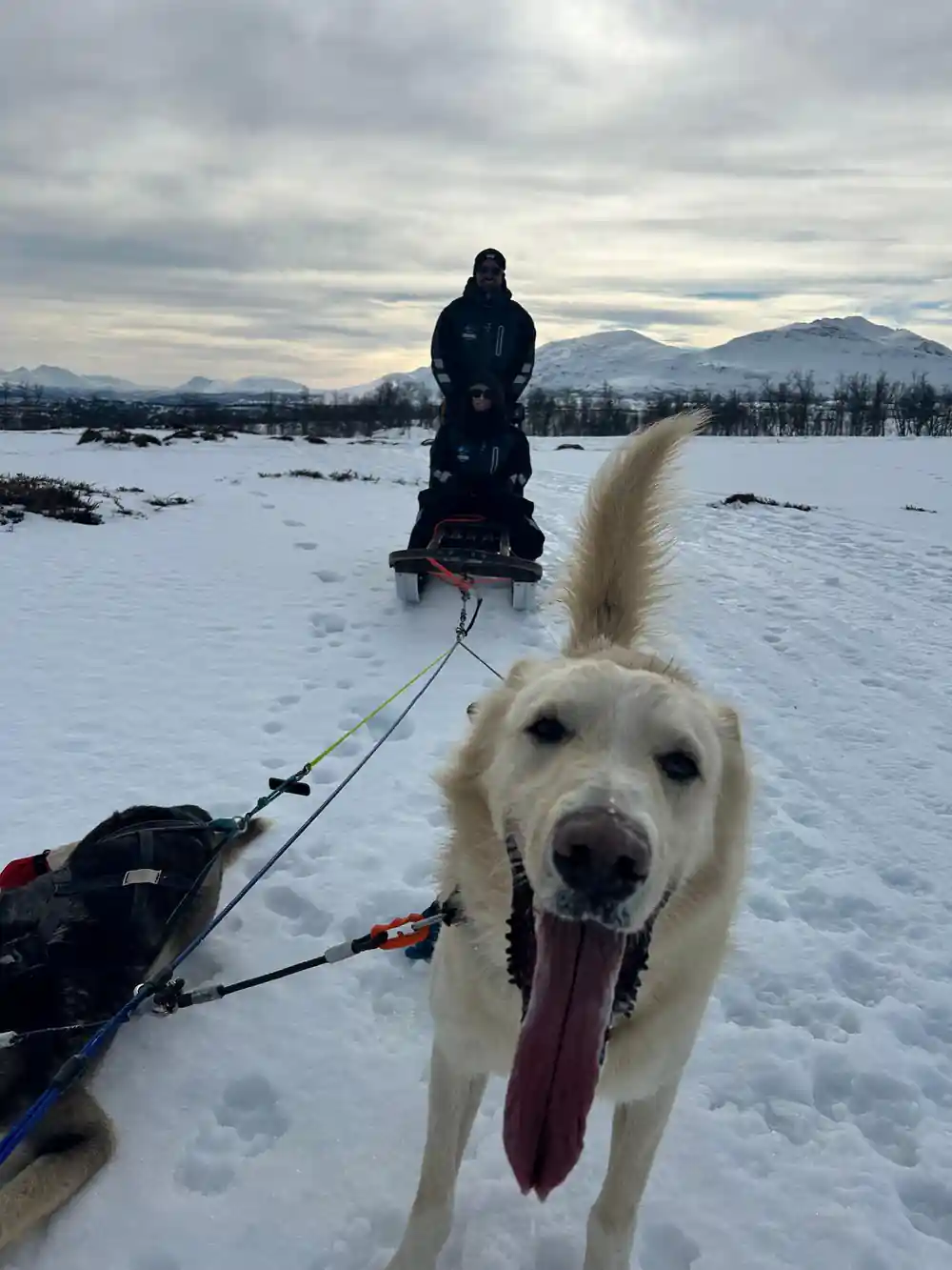 White sled dog in harness with musher in background